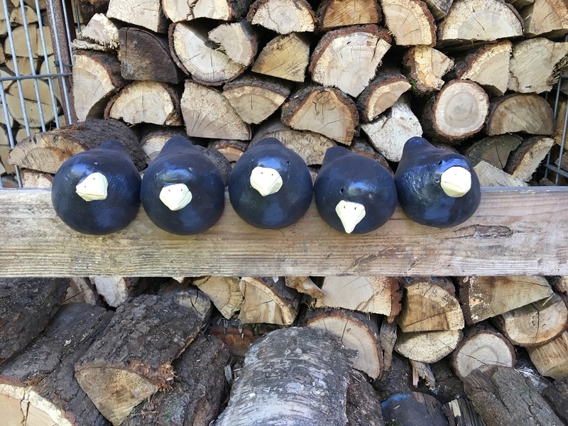 Rabenvögel · Fünfer-Reihe